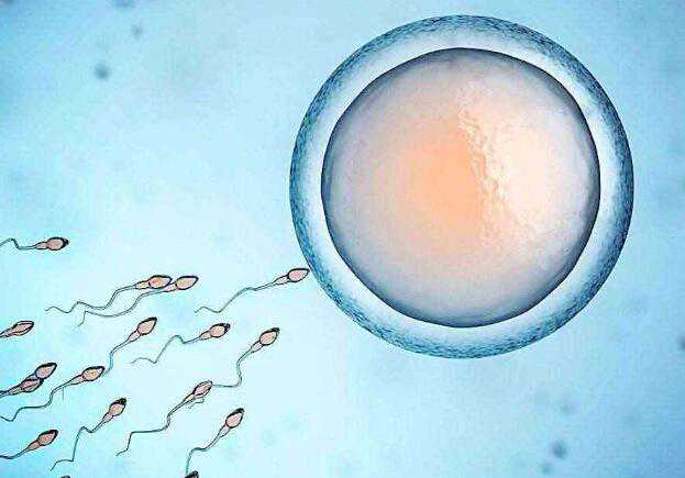 无锡供卵试管婴儿多少钱_无锡代孕成功率_T5d54_26kp3_血常规中血红蛋白低到多少